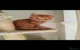 Mixed Breed cats for sale: Beautiful kittens  - Image 1
