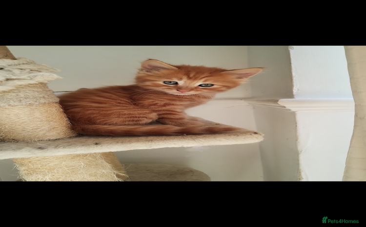Mixed Breed cats - Advert 16