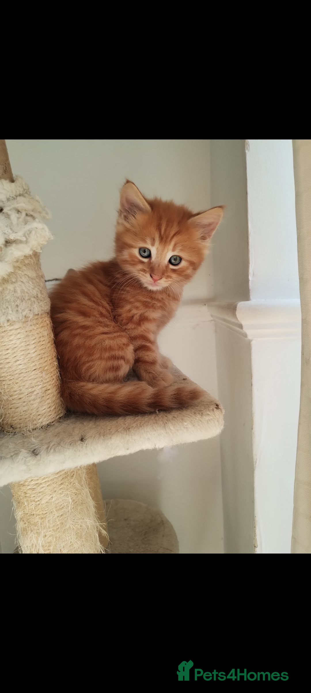 Mixed Breed cats for sale: Beautiful kittens  - Image 1