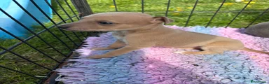 Whippet Puppy 2