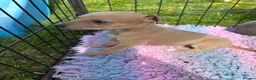Whippet dogs for sale: Kc Reg whippet  * 1 BOY LEFT* ready 22/05/26 - Advert 16