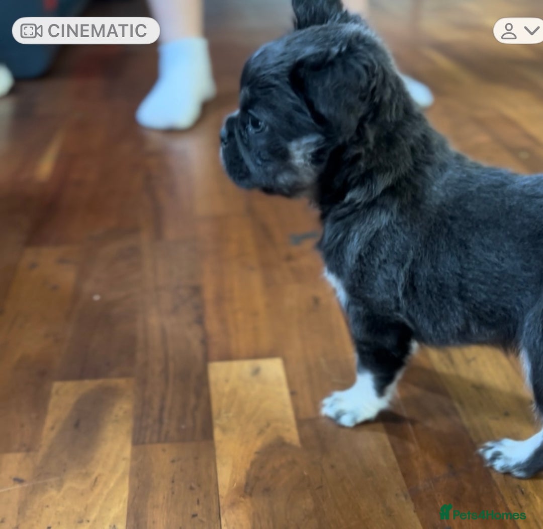French Bulldog dogs for sale: French bulldog pups reduced what’s left now  - Image 30