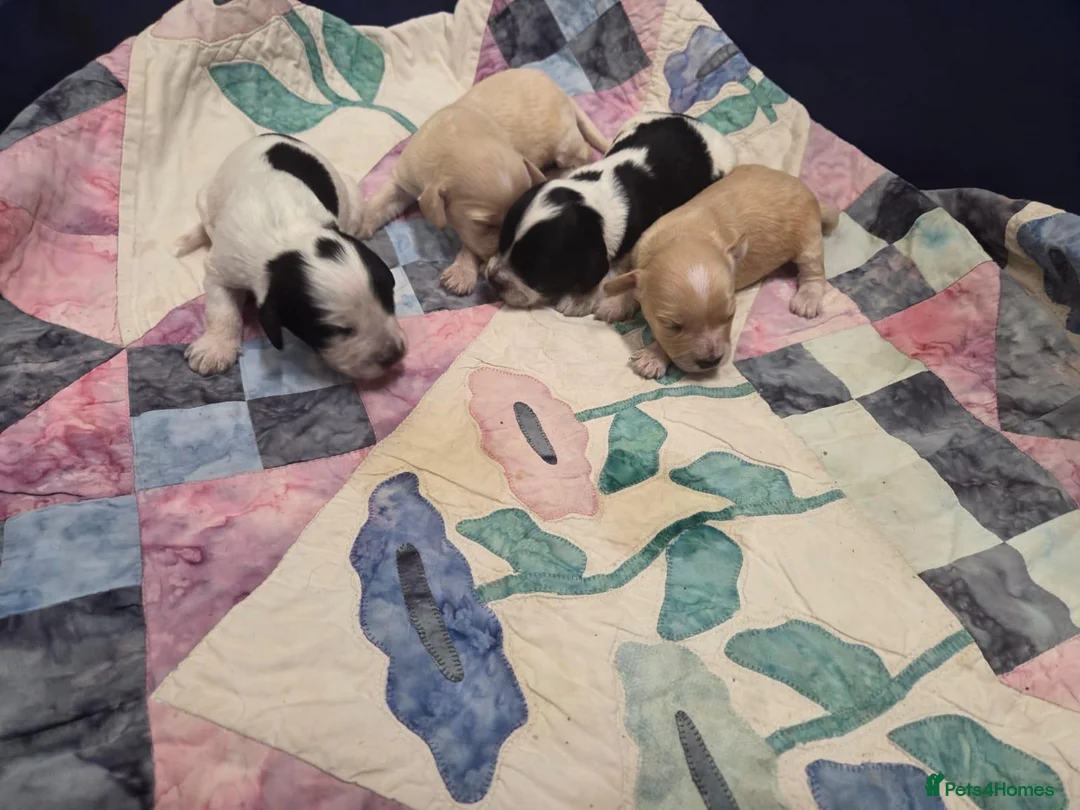 Cockapoo dogs for sale: Stunning F1 Cockapoo Puppies  - Advert 1