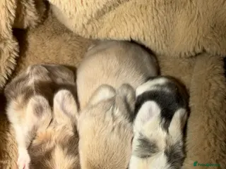 Mini Lop rabbits 3 beautiful mini lops - Advert 18