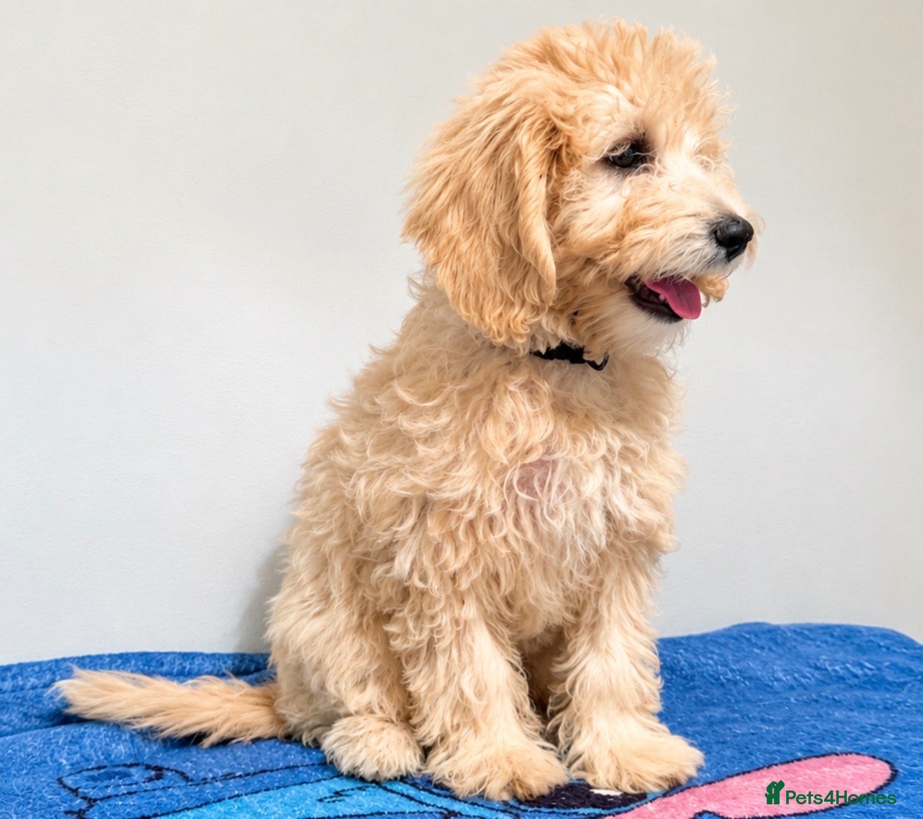 Mini Goldendoodle dogs for sale: F1B Mini Goldendoodles – one girl available - Advert 1