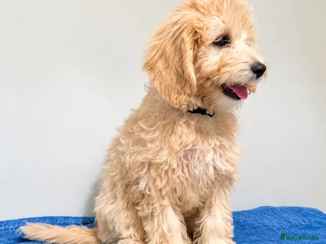 Mini Goldendoodle dogs for sale: F1B Mini Goldendoodles – one girl available - Advert 1