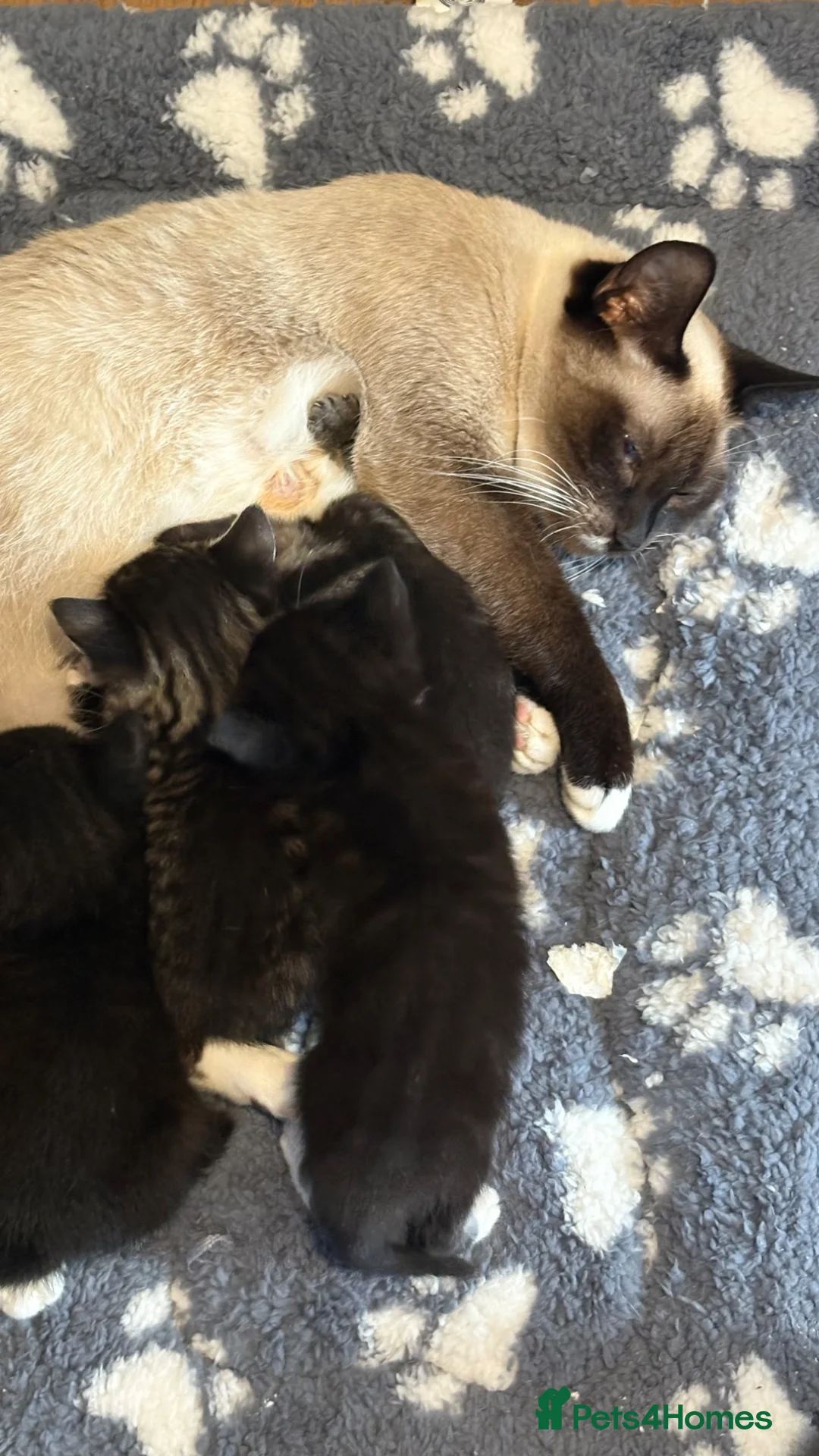 Mixed Breed cats for sale: Ragdoll cross kittens  - Advert 11