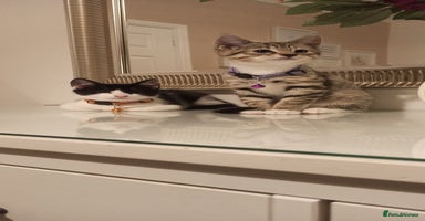 Mixed Breed cats - Advert 25