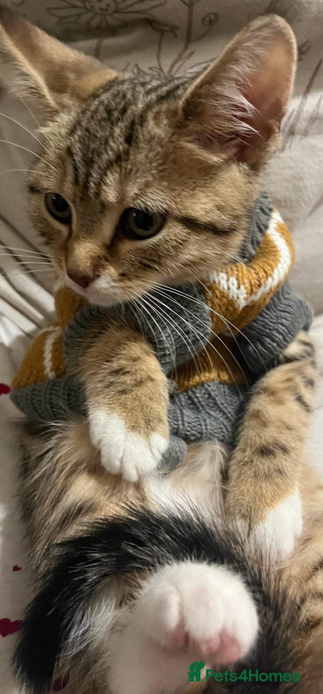 Mixed Breed cats for sale: Two adorable British Shorthair X Bengal Kittens - Advert 11