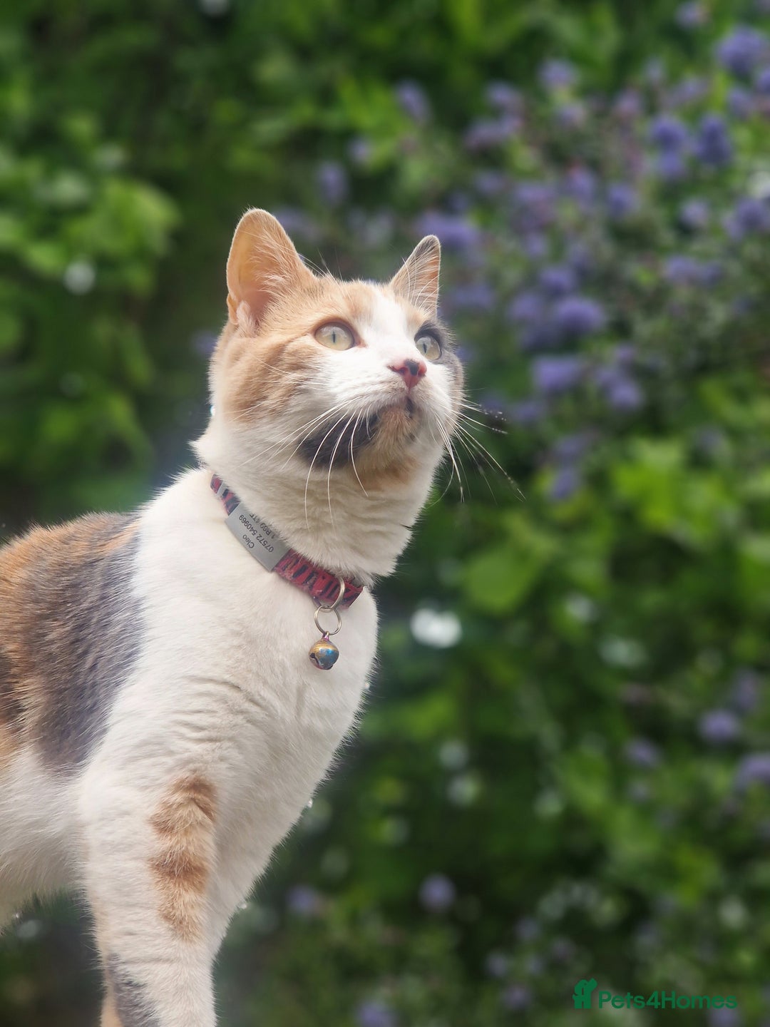 Mixed Breed cats for sale: Beautiful Calico - Image 7