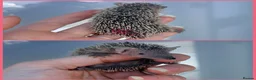Pygmy Hedgehog rodents for sale: Lesser Tenrec Babies - Advert 1