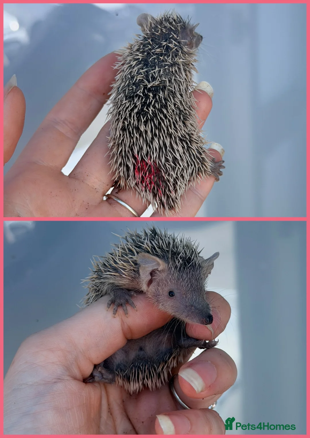 Pygmy Hedgehog rodents for sale: Lesser Tenrec Babies - Advert 1