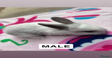 Mini Lop rabbits - Advert 2