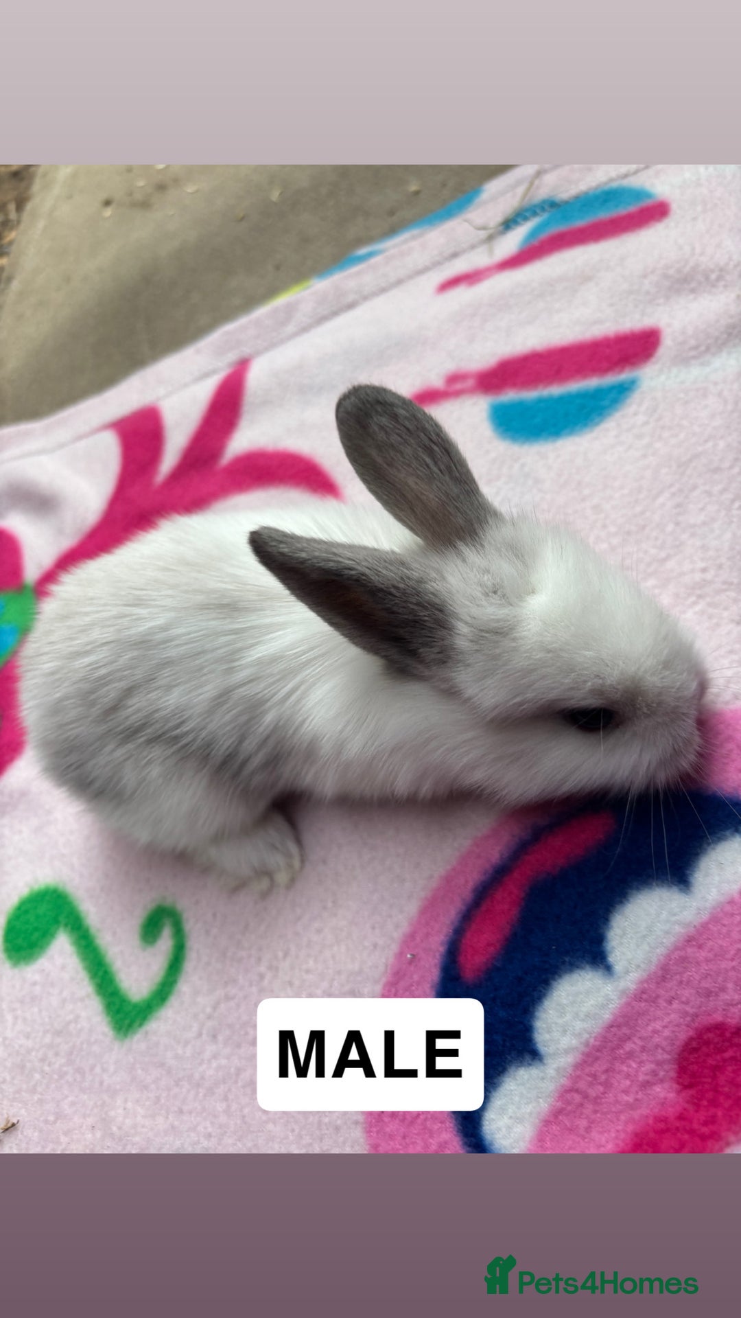 Mini Lop rabbits for sale: Mini lop  - Image 2