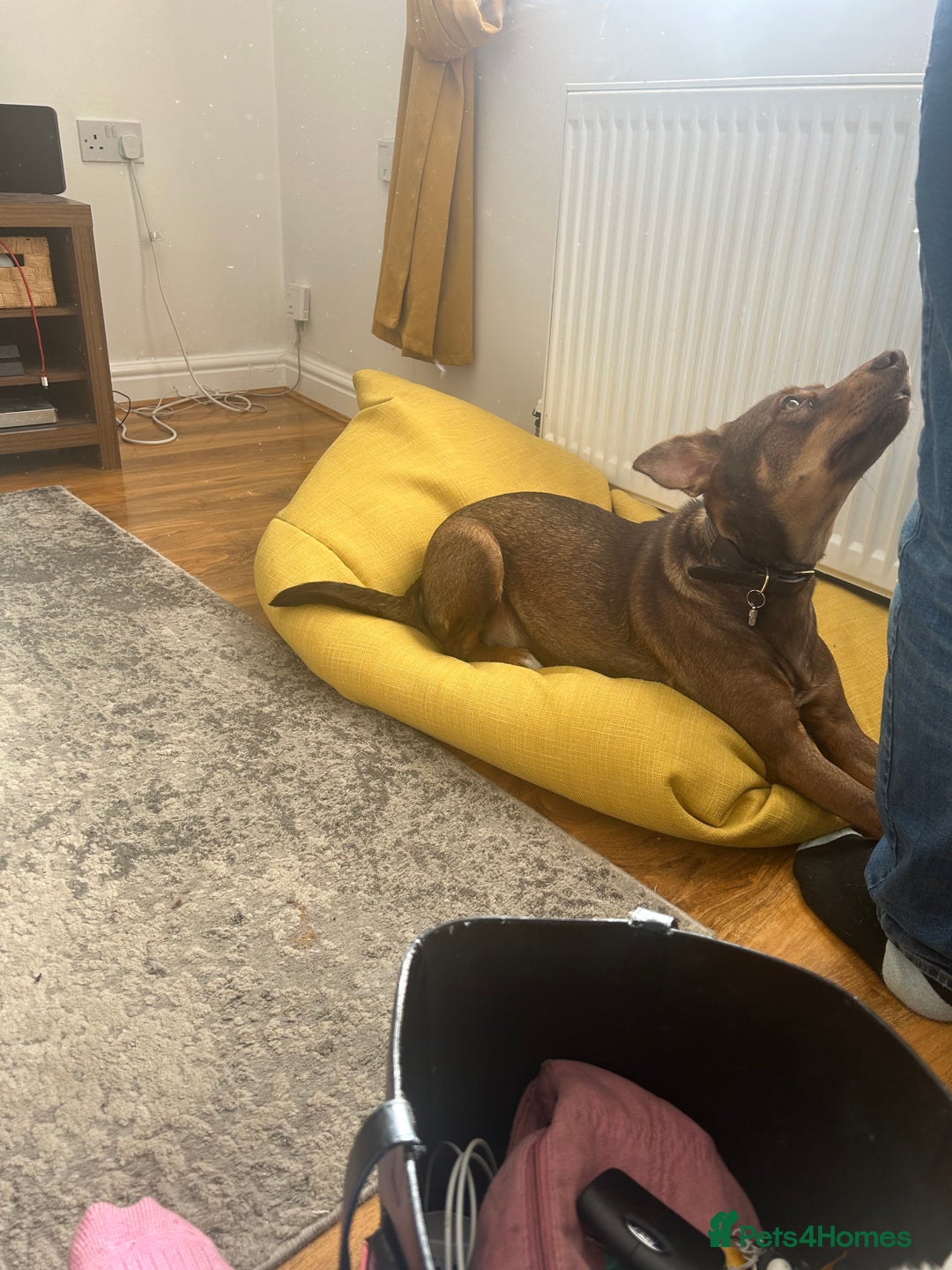 Mixed Breed dogs for sale: 2 year old unneutered female free - Image 4