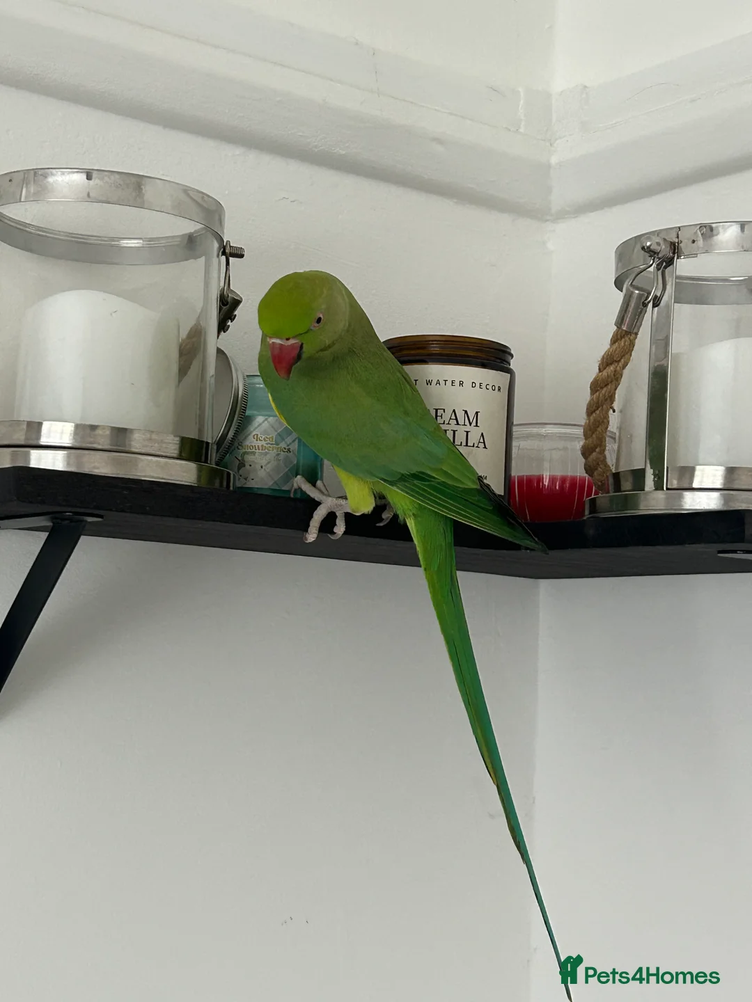 Ringnecks birds for sale: Female Indian ringneck.  - Advert 2
