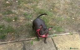 Mexican Hairless dogs for sale: Mexican Hairless, mini - Image 12
