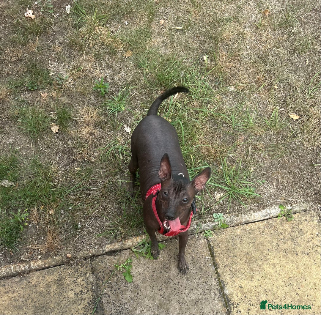 Mexican Hairless dogs for sale: Mexican Hairless, mini - Image 12