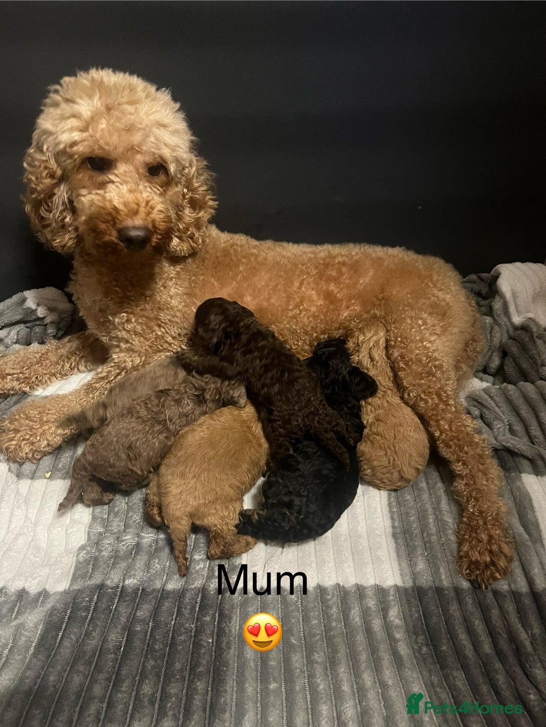 Cavapoo dogs for sale: Cavapoos ready 22nd January  - Advert 19