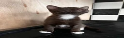 Mixed Breed cats for sale: 2 beautiful kittens  - Advert 8
