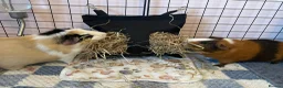 Guinea Pig rodents for sale: 2 bonded male Guinea pigs age 3 with hutch & run - Advert 5