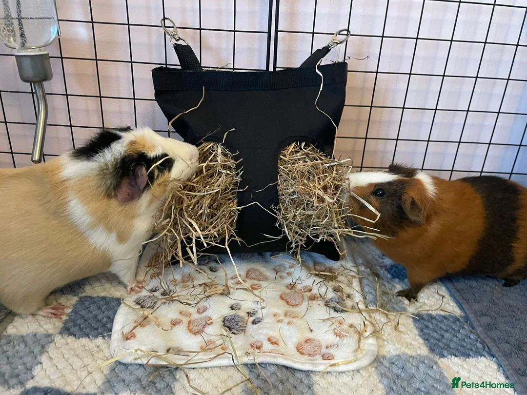 Guinea Pig rodents for sale: 2 bonded male Guinea pigs age 3 with hutch & run - Advert 5