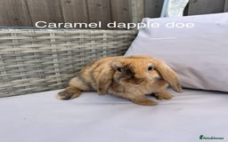 Mini Lop rabbits for sale: Beautiful baby mini lop rabbits  - Image 5