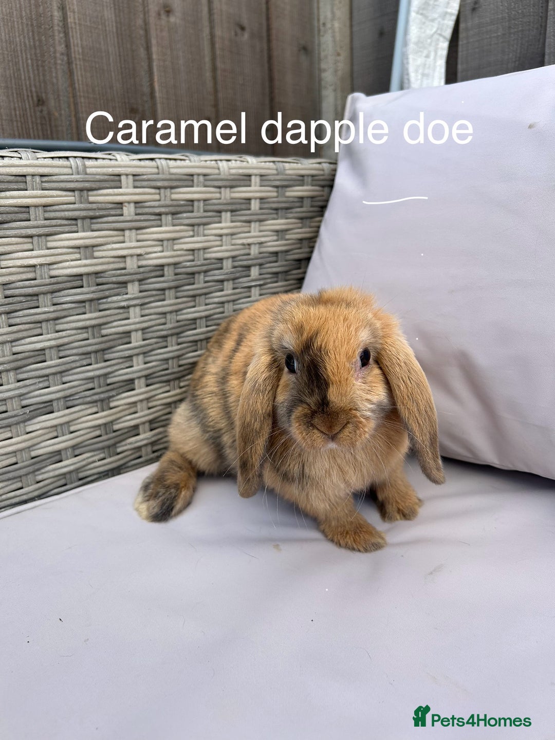 Mini Lop rabbits for sale: Beautiful baby mini lop rabbits  - Image 5