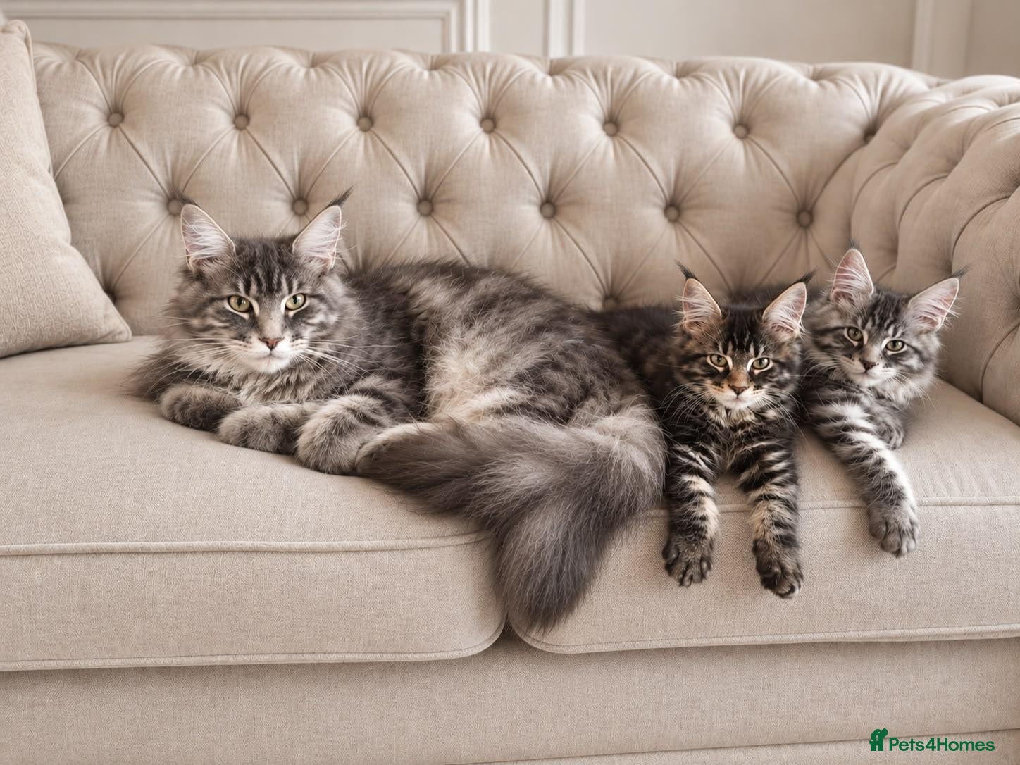 Maine Coon cats READY NOW Beautiful Maine Coon kittens - Advert 1
