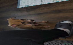 Mixed Breed dogs for sale: Rocky the puppy - Image 4
