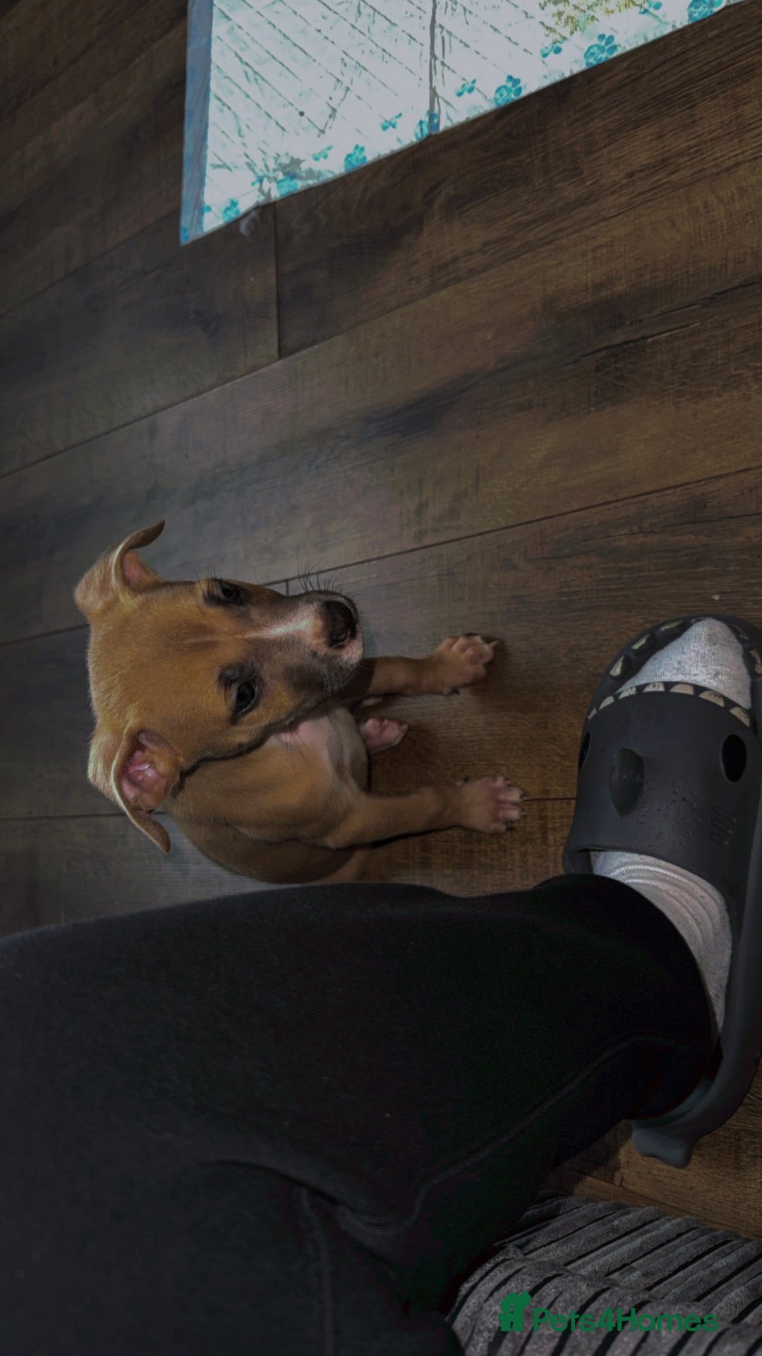 Mixed Breed dogs for sale: Rocky the puppy - Image 4