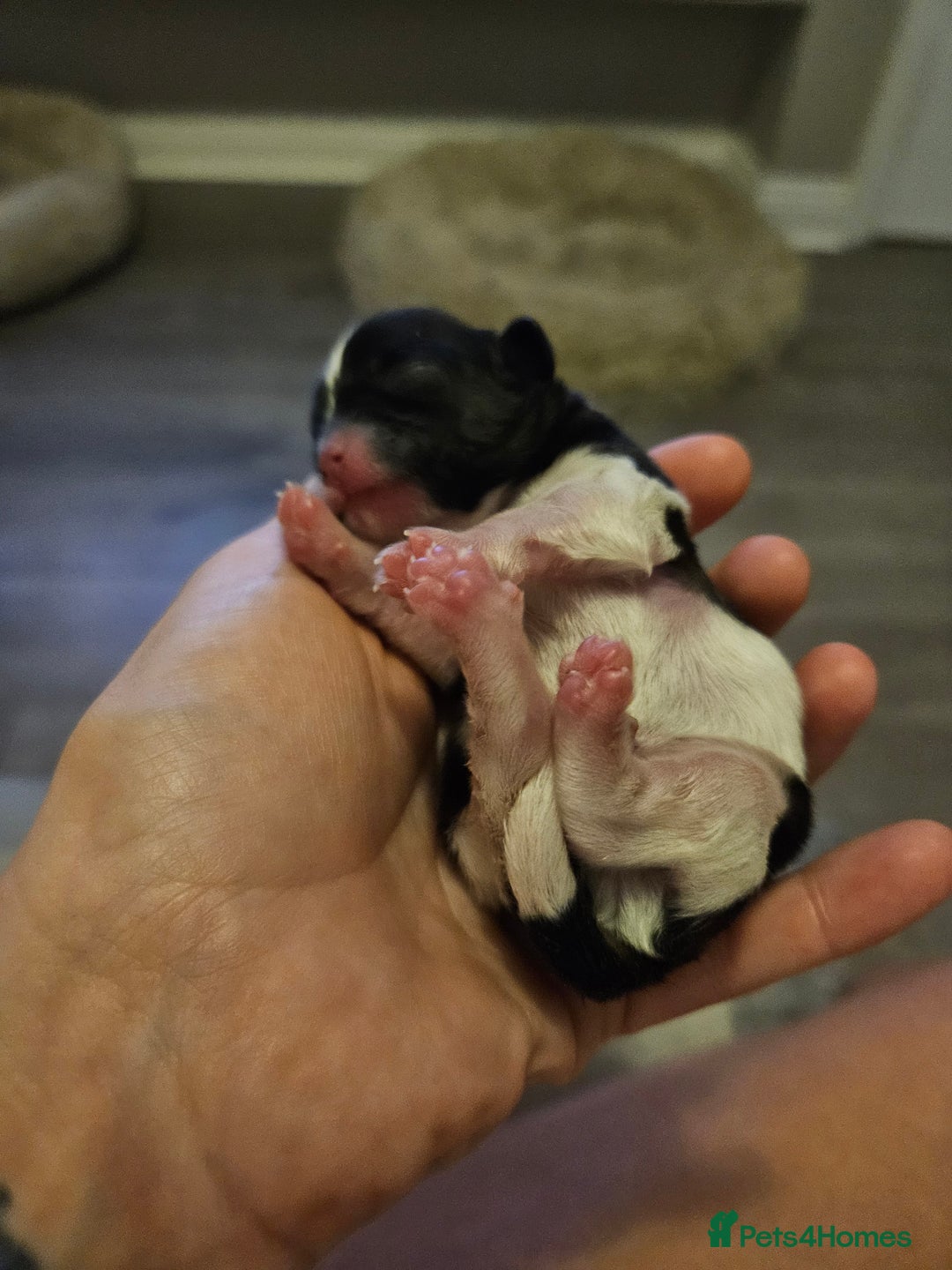 Shih Tzu dogs for sale: Beautiful shihtzu puppies  - Advert 14