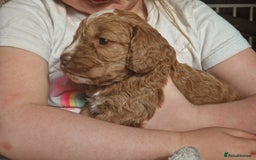 Cockapoo dogs for sale: red sable merle boy left 💜 - Image 5