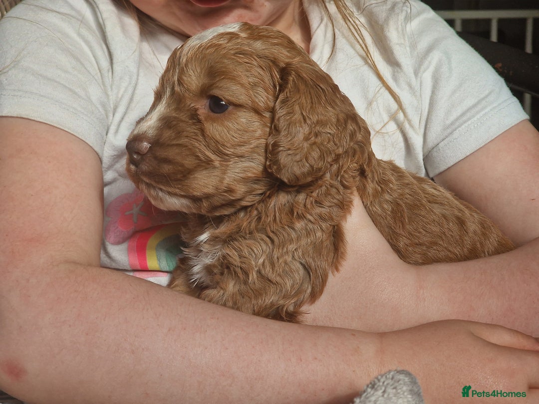 Cockapoo dogs for sale: red sable merle boy left 💜 - Image 5