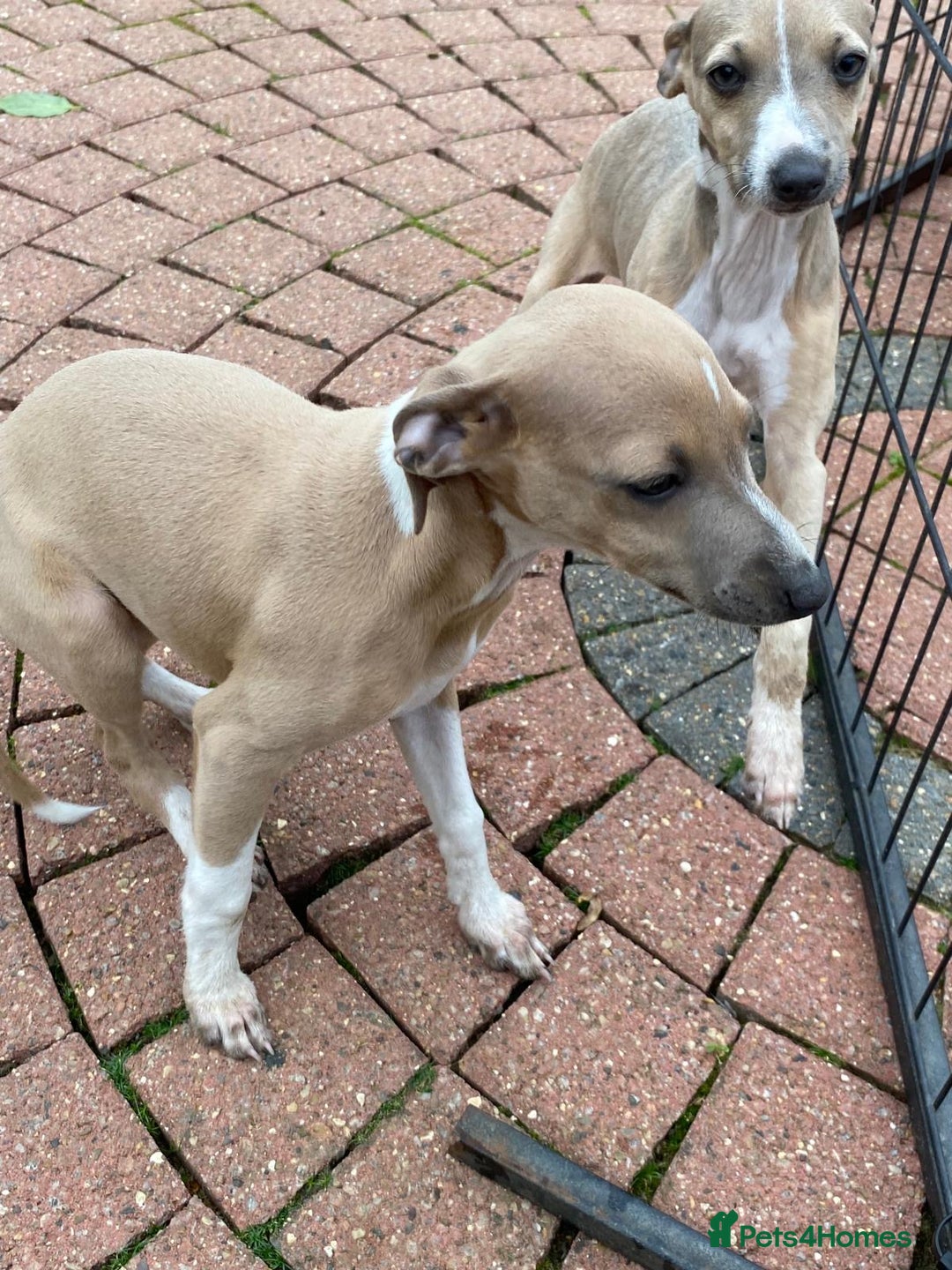 Italian Greyhound dogs for sale: Beautiful Italian greyhounds  - Image 19