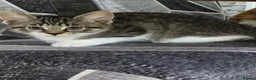 Mixed Breed cats for sale: 4 gorgeous kitten looking for their forever home - Advert 23