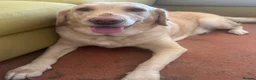 Labrador Retriever dogs for sale: Labrador Retriever - Emotional Support dog  - Advert 16