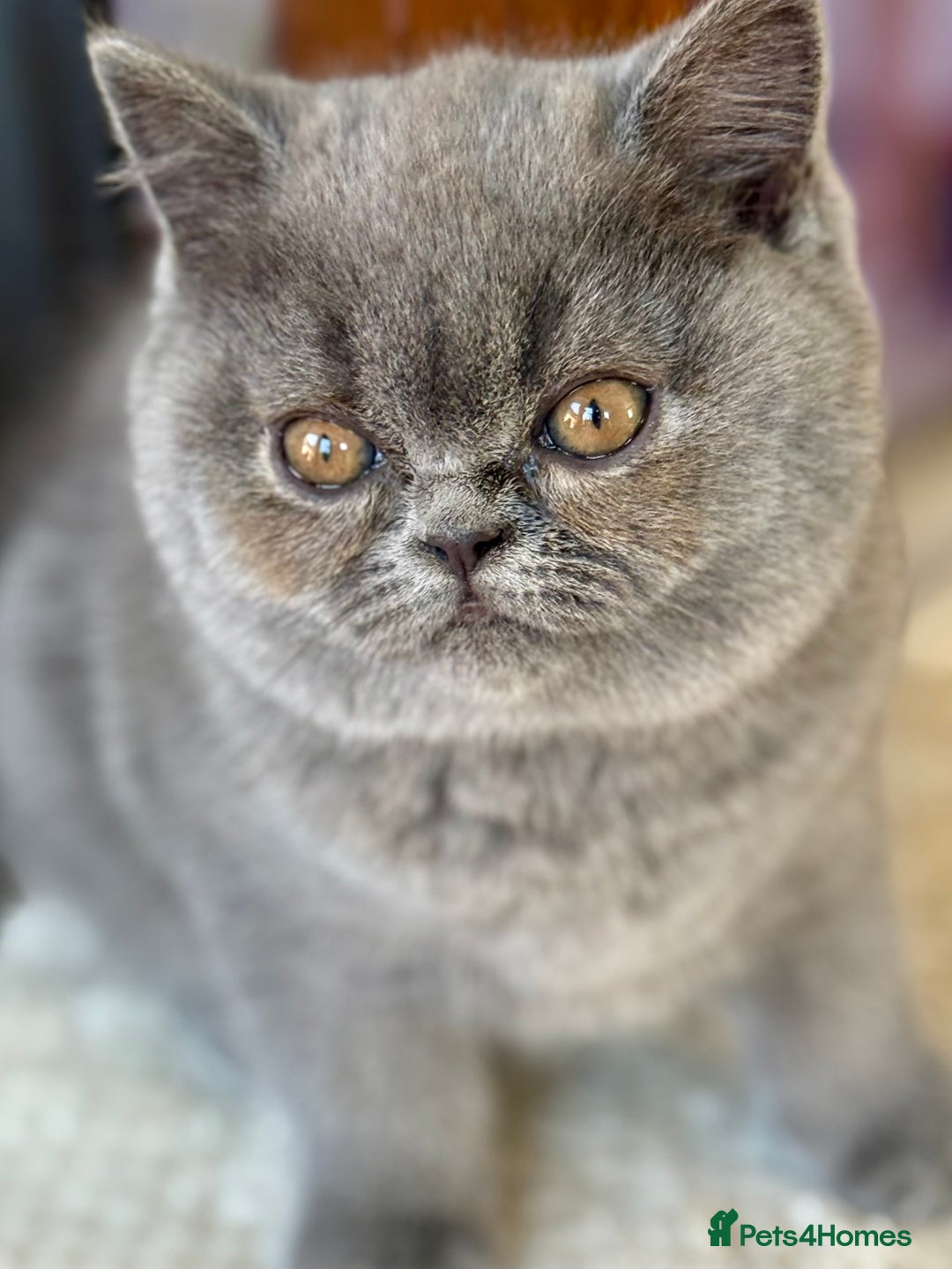 British Shorthair cats for sale: 3 Beautiful boys❤️❤️❤️ - Advert 4