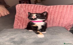 Mixed Breed cats for sale: Stunning mixed breed kittens  - Image 7