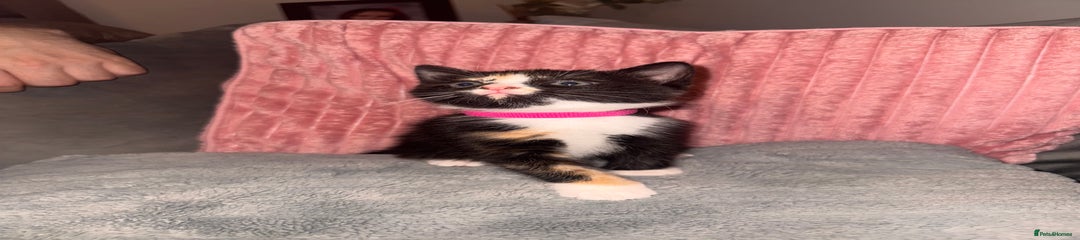 Mixed Breed Kitten 4