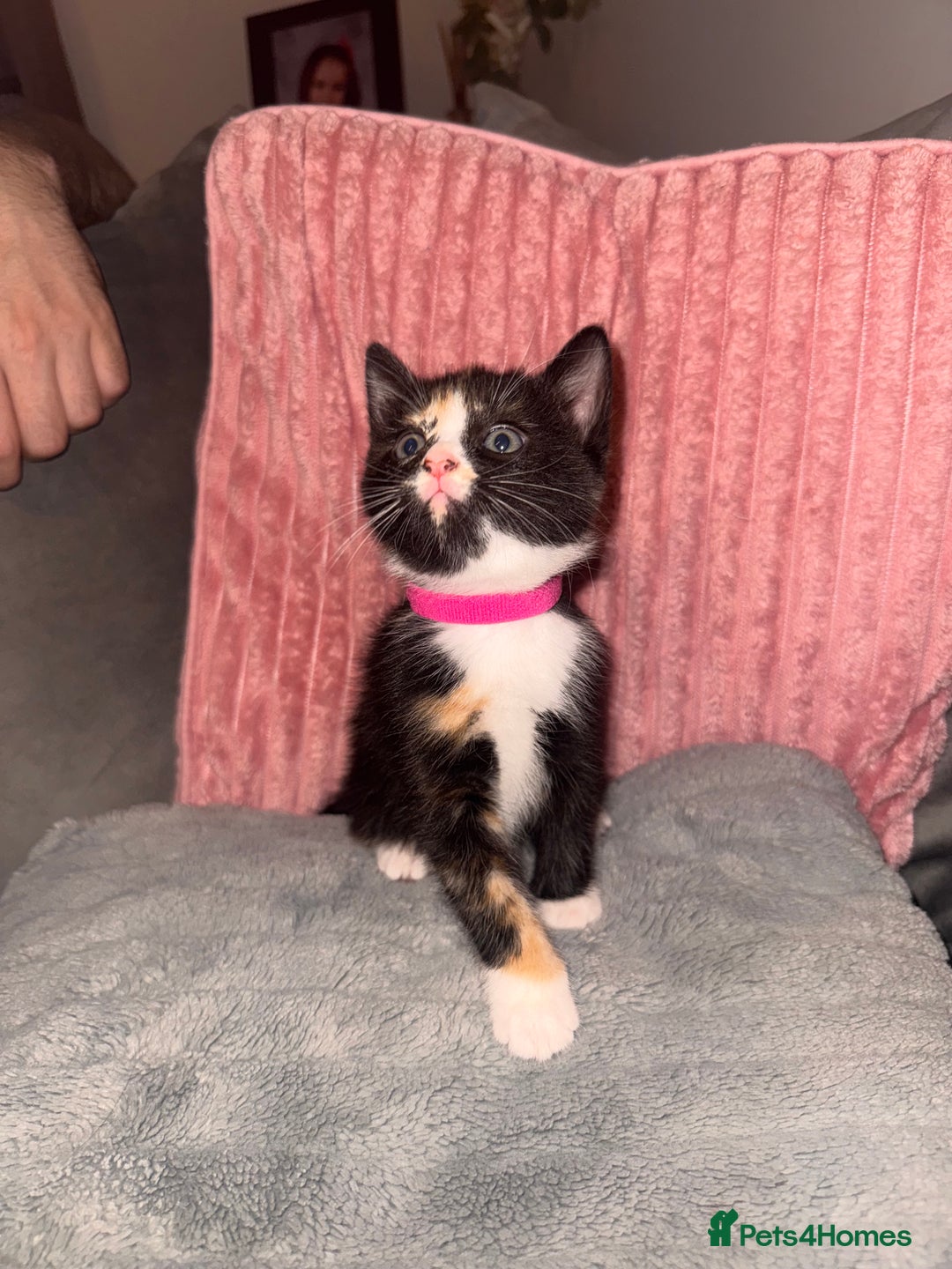 Mixed Breed cats for sale: Stunning mixed breed kittens  - Image 7