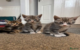 British Shorthair cats for sale: Kittens for sale  - Image 8