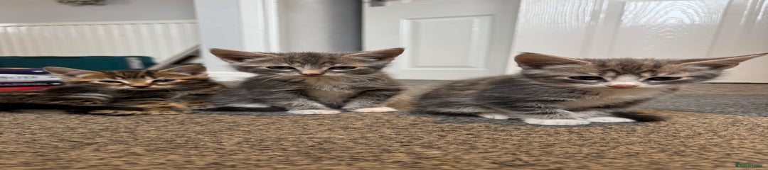 British Shorthair Kitten 4