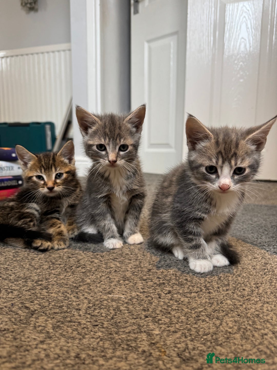 British Shorthair cats for sale: Kittens for sale  - Image 8