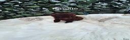 Toy Poodle dogs for sale: SUPERB TINY TOY POODLES - Advert 8