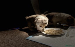 Border Collie dogs for sale: Only one girl left. - Image 22