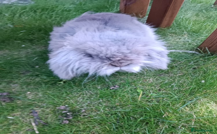 Mini Lion Lop rabbits - Advert 1
