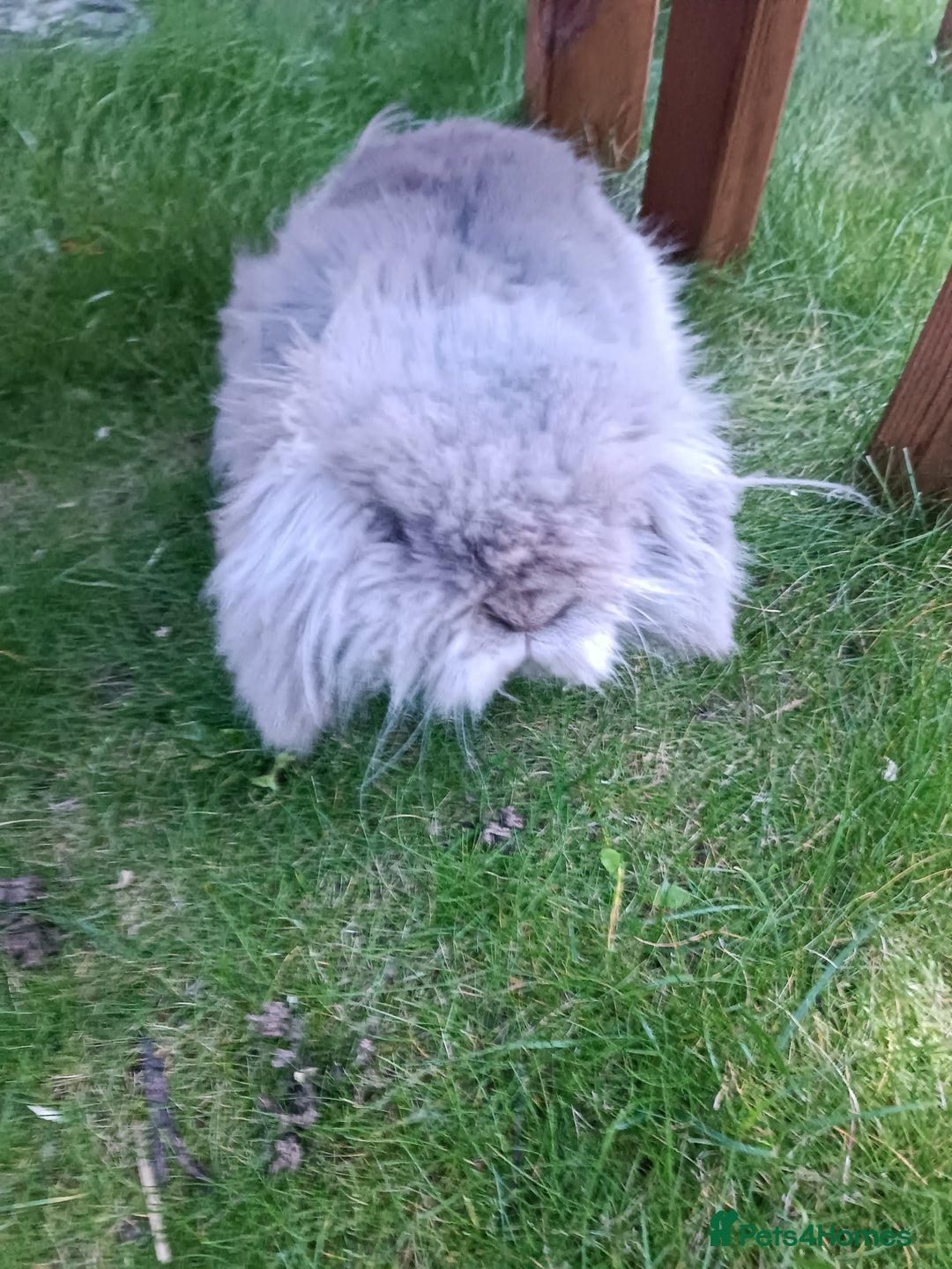 Mini Lion Lop rabbits for sale: Mini lion head lop male - Image 1