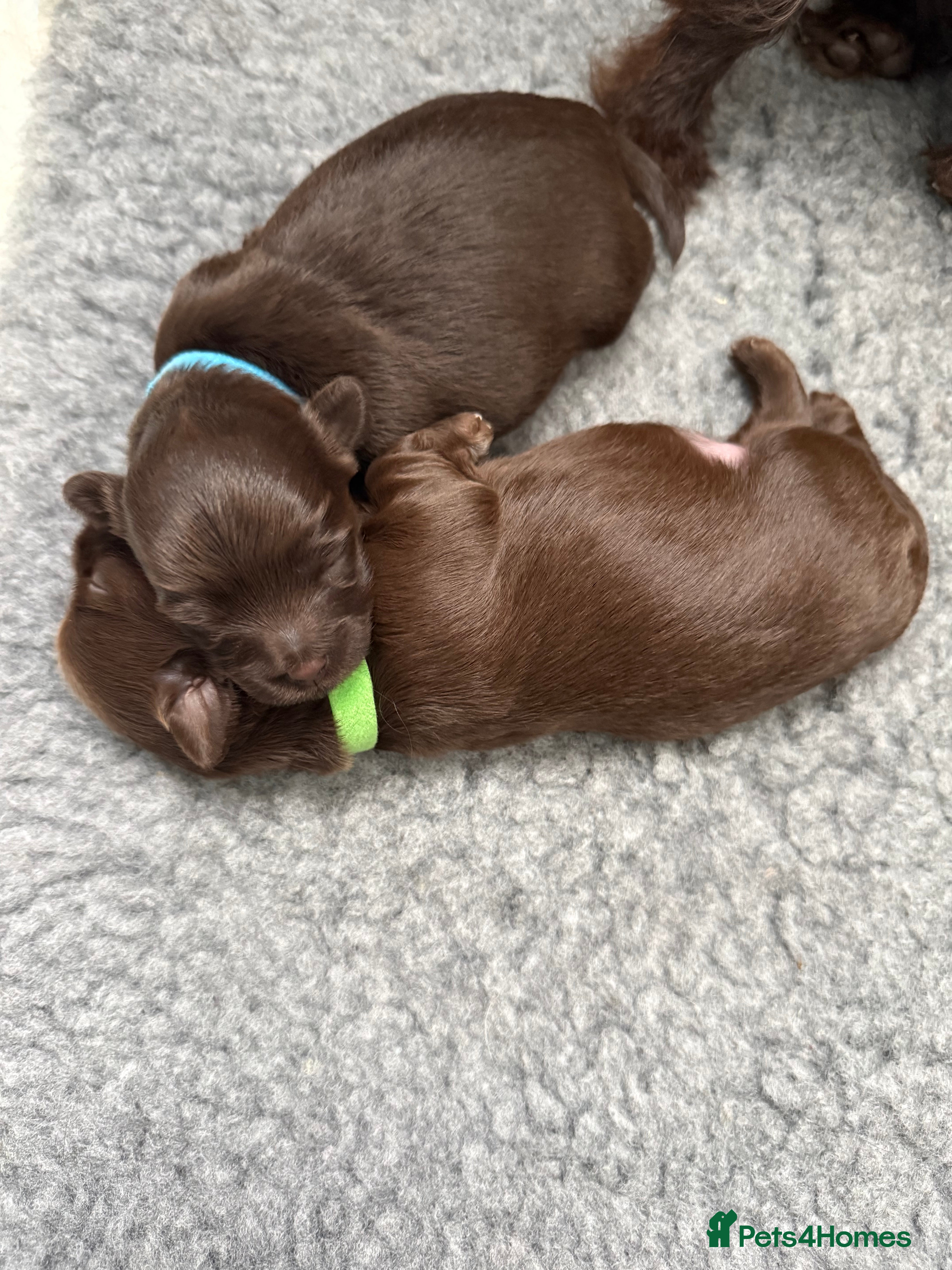 Chihuahua dogs Chihuahua girls for sale  - Advert 1