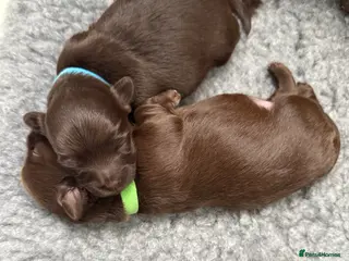 Chihuahua dogs Chihuahua girls for sale - Advert 1